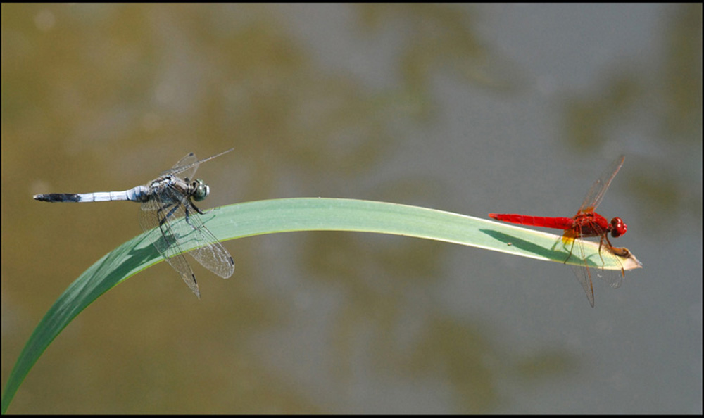 coppia di maschi: Orthetrum albistylum & Crocothemis
